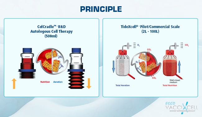 tide motion principle