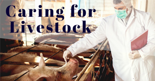 Caring for Livestock
