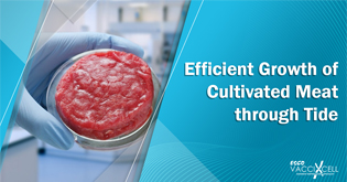 Efficient Growth of Cultivated Meat through Tide