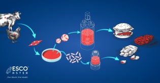Meet the ‘Meat <br>The Future of Food